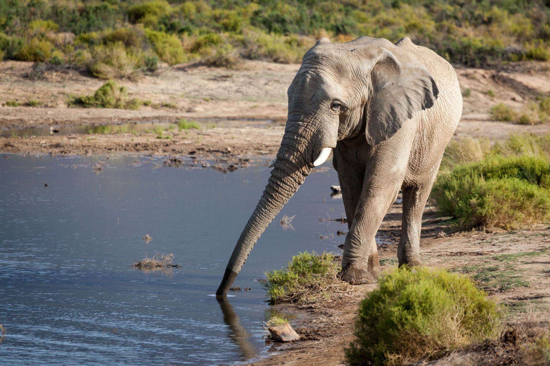 Big 5 Safari from Cape Town | Private Day Trip to Aquila