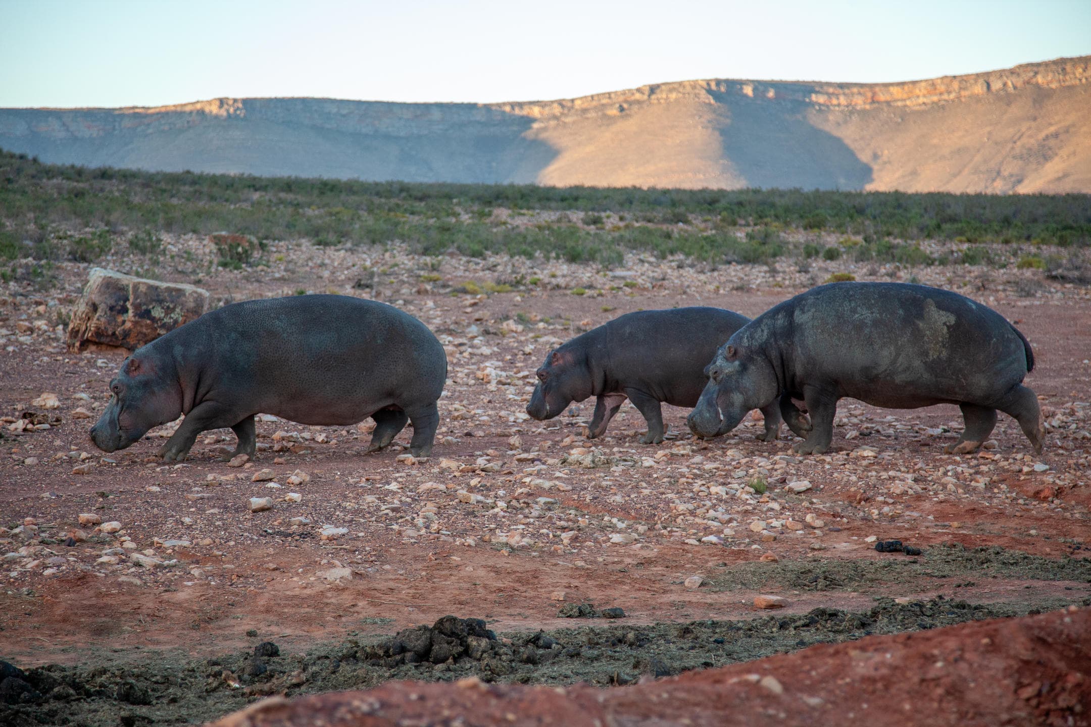 Big 5 Safari from Cape Town | Private Day Trip to Aquila