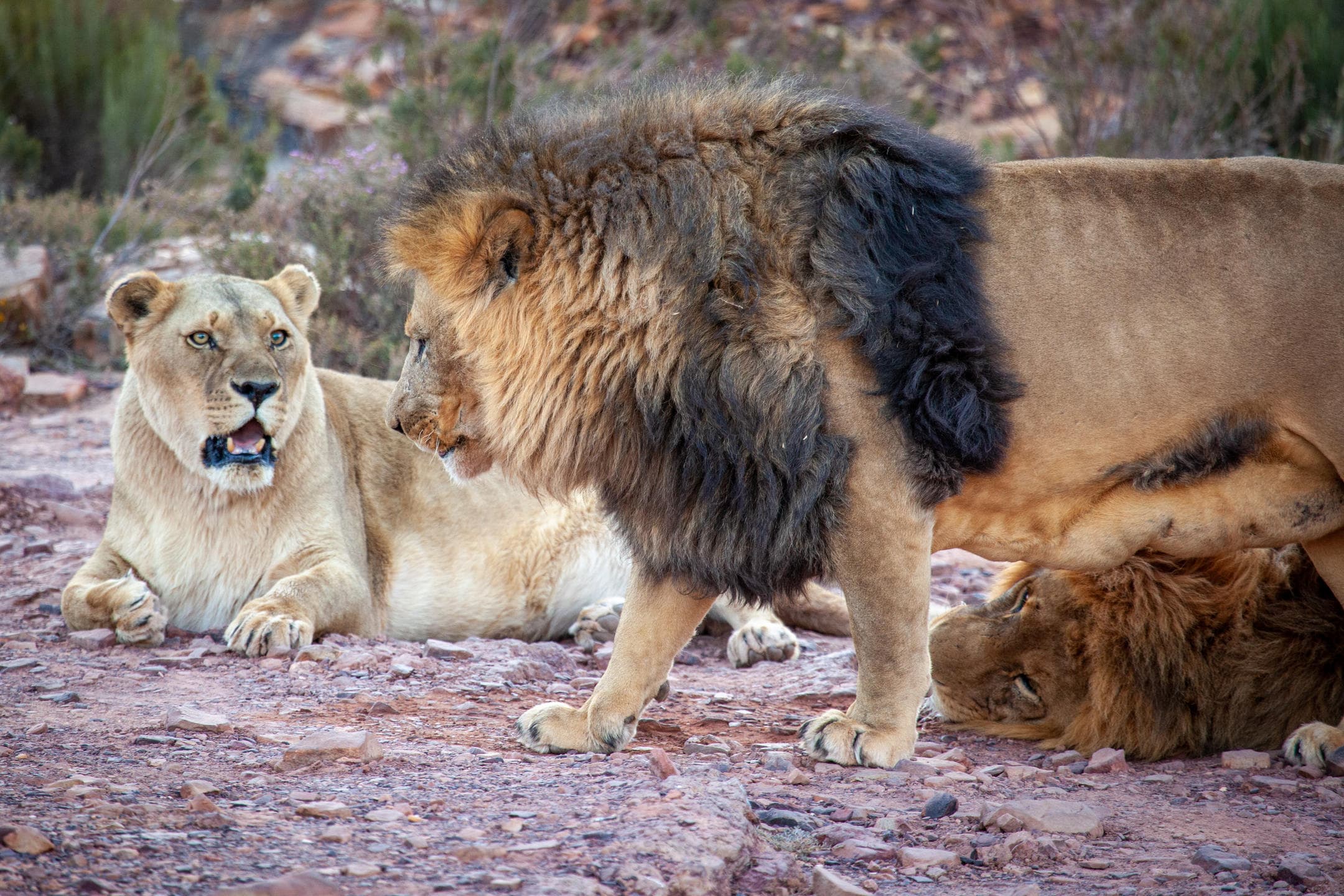 Big 5 Safari from Cape Town | Private Day Trip to Aquila