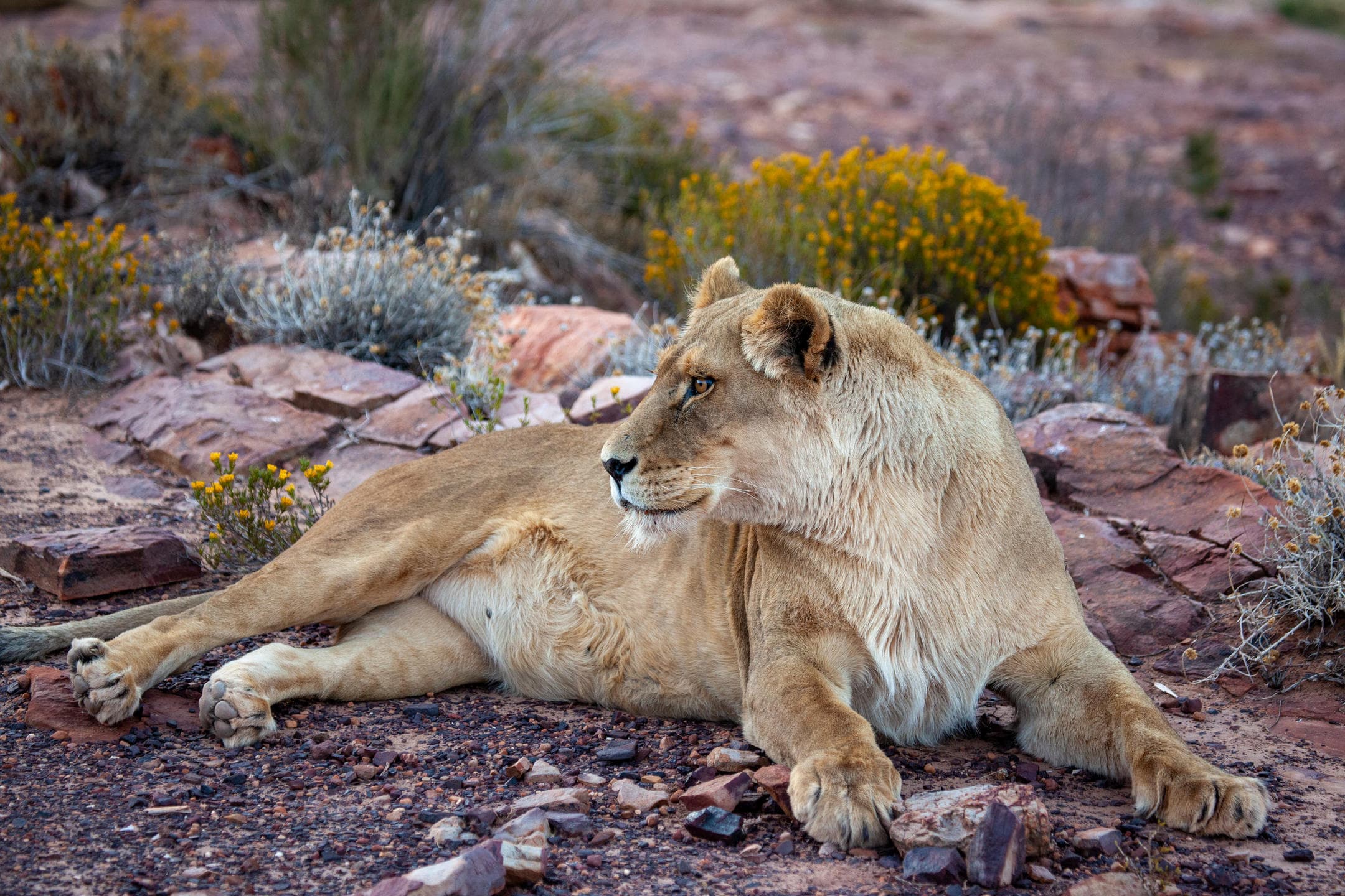 Big 5 Safari from Cape Town | Private Day Trip to Aquila
