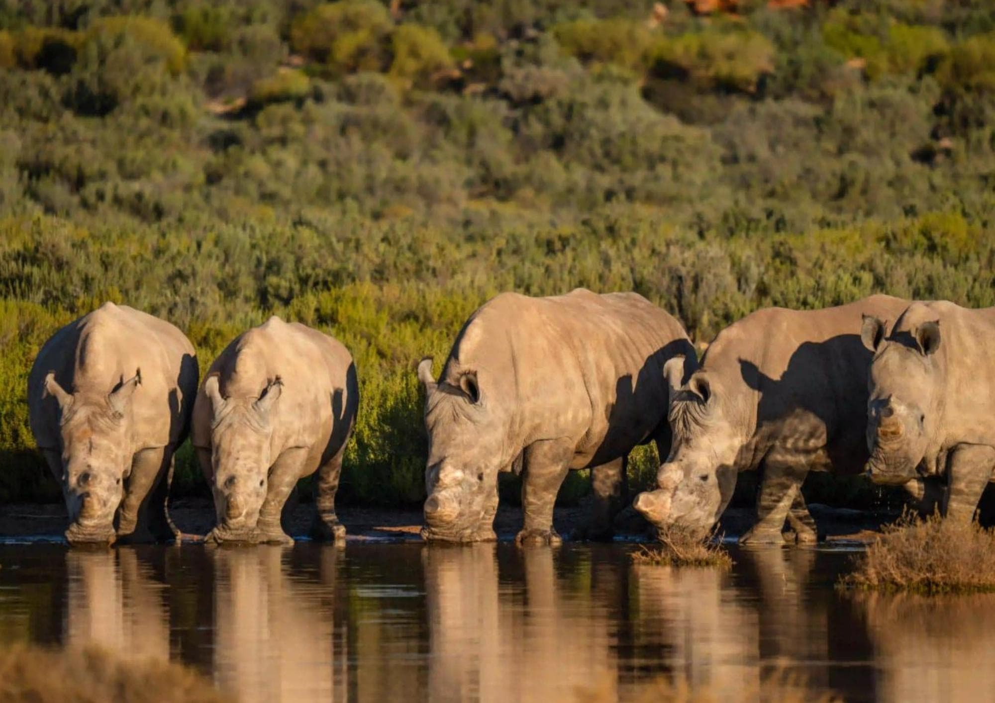 Big 5 Safari from Cape Town | Private Day Trip to Aquila