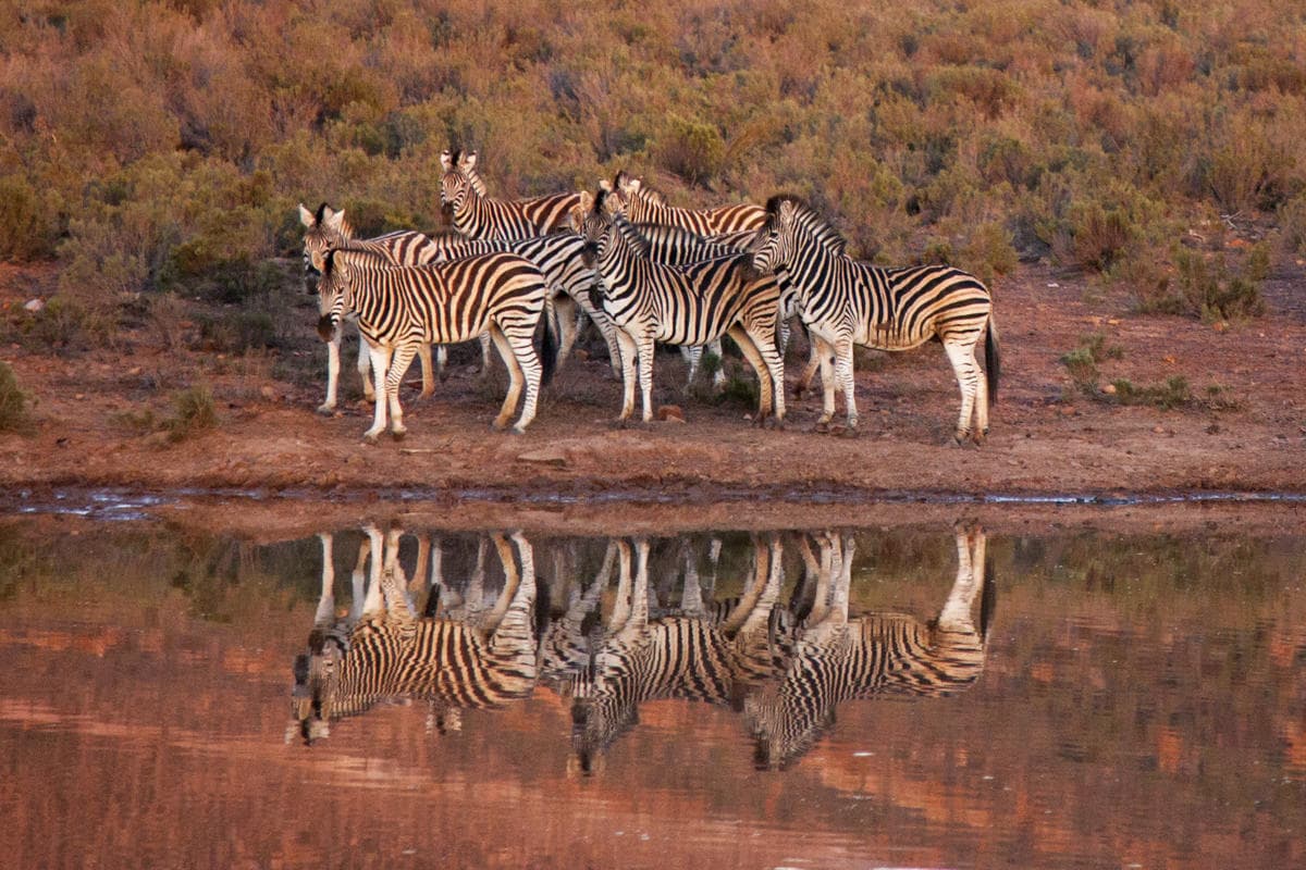 Big 5 Safari from Cape Town | Private Day Trip to Aquila