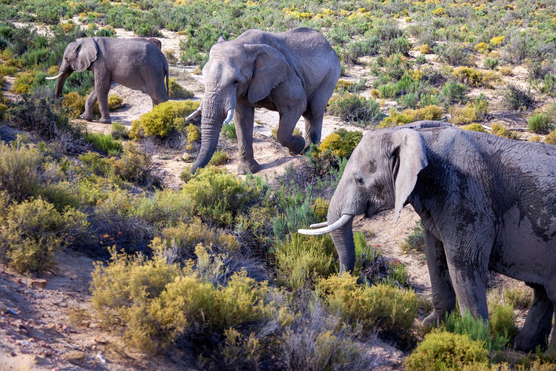 Big 5 Safari from Cape Town | Private Day Trip to Aquila
